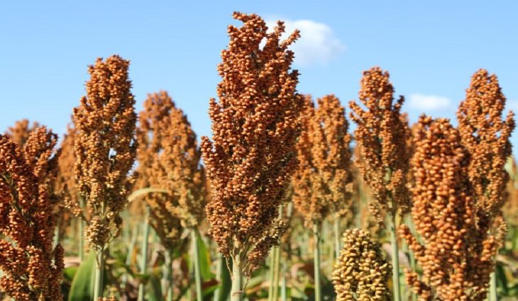 Área de sorgo cresceu mais de 7.700% em cinco safras e ganhou espaço definitivo no planejamento agrícola em MS.