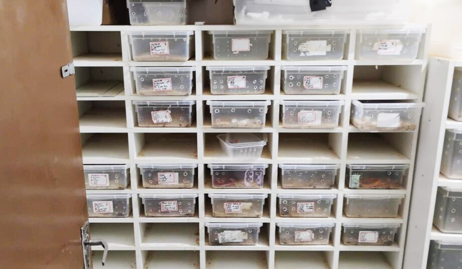 Polícia encontrou cobras adultas, filhotes e ovos prontos para eclodir em Assis (SP)