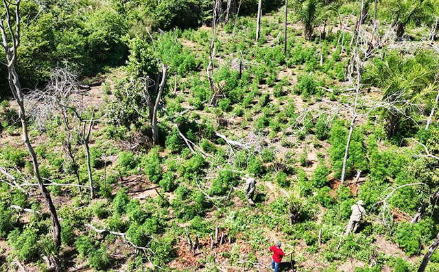 Plantação de maconha foi destruída em região do Paraguai próxima à fronteira com Mato Grosso do Sul