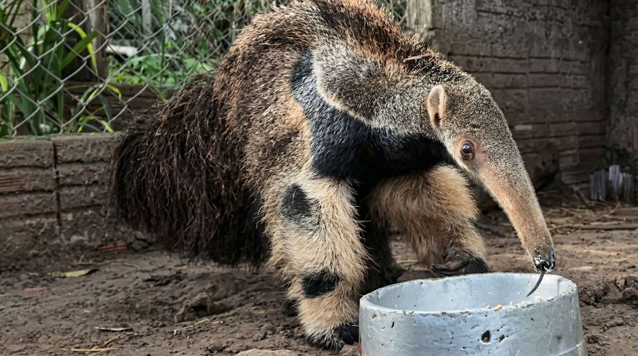 Tamanduá-bandeira se alimenta em centro de reabilitação, símbolo dos esforços de preservação da fauna no Pantanal.