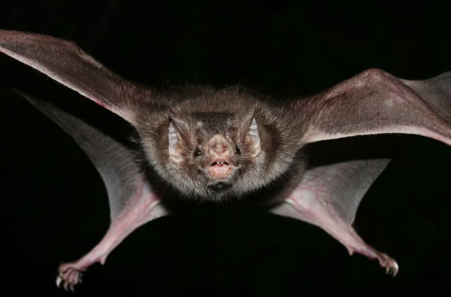 São Paulo registrou nove casos de raiva em morcegos em 2026