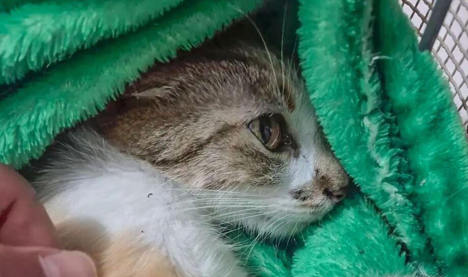 Gata sobreviveu à queda do 12º andar e recebe atendimento veterinário em ONG de Curitiba