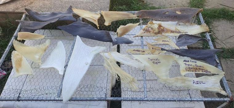 PF apreendeu 1,5 tonelada de barbatanas de tubarão que seriam exportadas ilegalmente para a Ásia.
