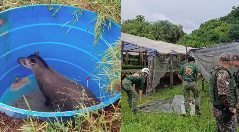 Anta é retirada de caixa d'água por equipes da PMA e do GRETAP na Chácara dos Poderes.