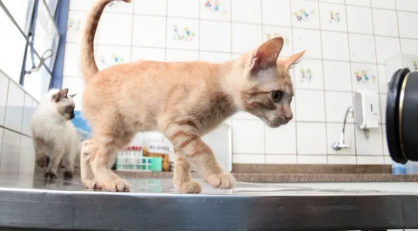 CCZ suspende distribuição de senhas para castração de gatos durante o Carnaval.