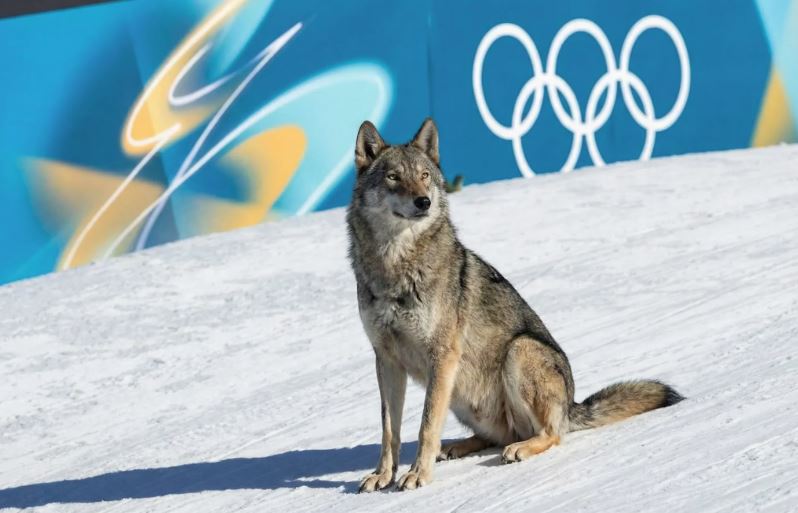 Cachorro cruzou a linha de chegada durante prova do Brasil e interferiu na cronometragem oficial em Milão-Cortina-2026.