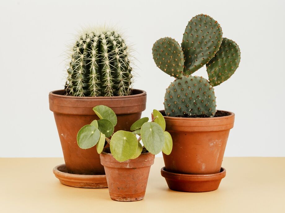 Excesso de água e falta de luz estão entre as principais causas de morte de cactos.