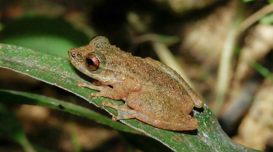 Ololygon paracatu foi registrada apenas em duas áreas do município de Paracatu, no Cerrado mineiro.