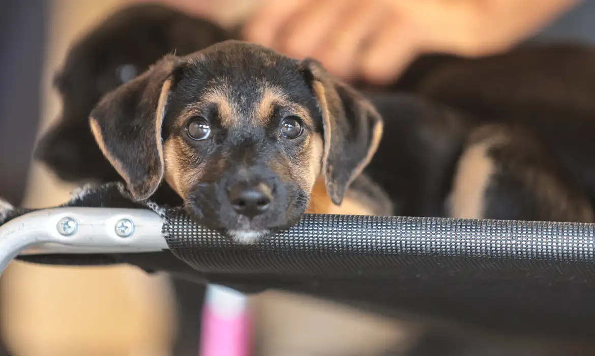 Especialistas defendem que o convívio responsável ajuda a prevenir a violência contra animais e a formar adultos mais empáticos.