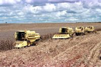 A área plantada de soja deve cair 5%, o que resultará , caso a estimativa se confirma, que R$ 133 m