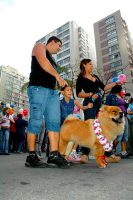 Uma das entidades que protegem os animais, o Abrigo dos Bichos, participa da ação