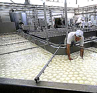 Produção de leite de búfala: Segundo a Associação Brasileira de Criadores de Búfalo, é importante qu