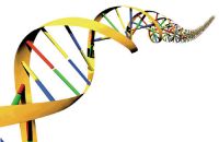 O método utilizado foi a partir de amostras biológicas de tecidos humanos