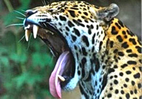 Mais um ataque de onça-pintada foi registrado em Cáceres no Mato Grosso.