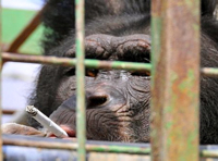 Omega fuma um cigarro em zoológico no Libano