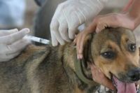 Se projeto for aprovado pela Câmara Federal, eutanásia canina não deverá mais ser ministrada