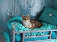 Cidade inglesa tem hotel para gatos