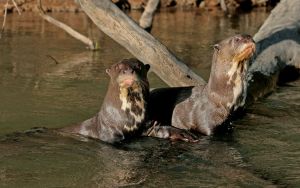 O projeto foi aprovado e deve preservar os animais