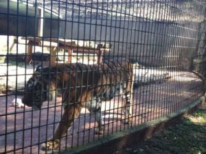 O tigre é dócil desde que tenha o espaço dele respeitado, segundo o veterinário Valmor Passos