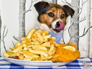 Cães exploram com a boca. E, não importa o quão cuidadoso você é, é possível que seu cão comer o que não deveria.