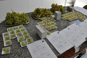 Cada variedade de uva foi avaliada em três pontos de maturação diferentes, definidos em função do teor de acidez e brix (doçura).
