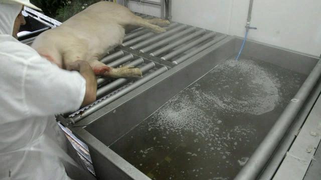 O abatedouro móvel passou por uma validação em condições reais de campo, com o abate de suínos no Frigorífico Varpi