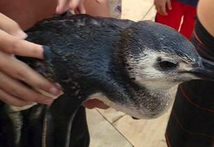 Em Praia Grande, 35 aves apareceram nas praias e precisaram de resgate