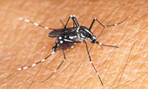 Surto pode estar associado à ocorrência do Zika vírus