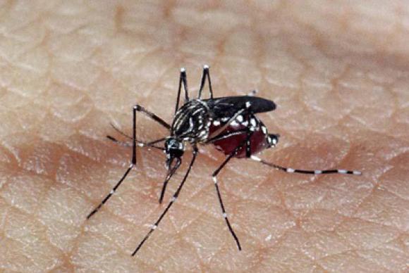 Na sexta- feira (27), o instituto de pesquisa notificou o governo sobre outros dois óbitos relacionados ao vírus Zika