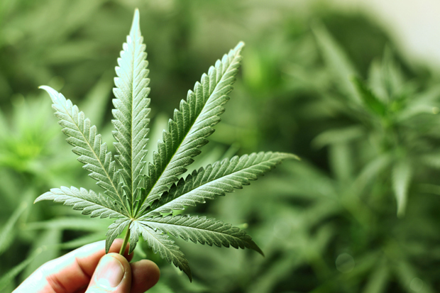 A ação do MPF também pediu a autorização de importação de sementes e do cultivo pessoal para uso medicinal. Essas demandas estão entre as que ainda não foram julgadas pelo juiz Marcelo Rebello, da 16a Vara de Justiça Federal do DF.