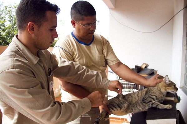 Em 2014, foram vacinados 91.164 mil cachorros que representa 73,4% de cobertura vacinal e 27.324 mil gatos que equivale 110%.