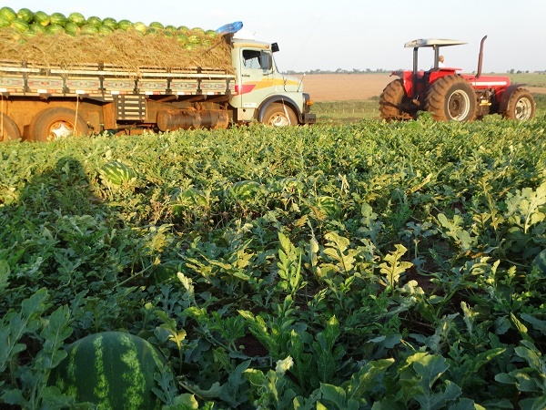 Atualmente, 50% da melancia consumida no MS é fruto da comercialização interna, o que valoriza a produção regional, evitando a importação do alimento de estados como São Paulo, Tocantins, Goiás e Minas Gerais.