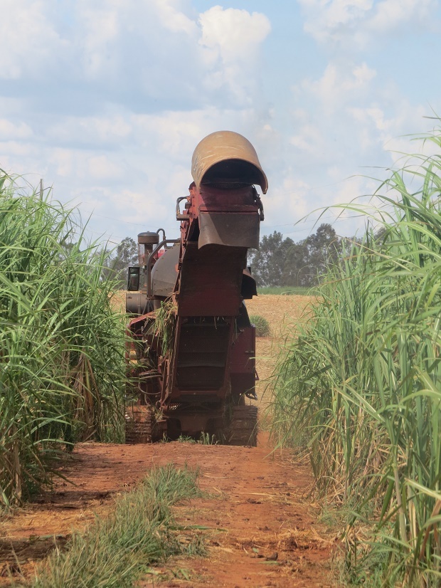 O volume acumulado de cana-de-açúcar processada até o momento é de 41,47 milhões de toneladas, 7% maior em relação ao mesmo momento na safra anterior.