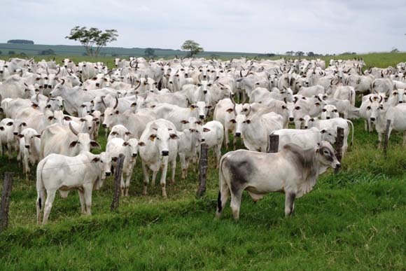 Os fatores que podem influenciar essa situação, como o porte dos animais geralmente menores que os de outras regiões do país ou adaptações genéticas ao ambiente.