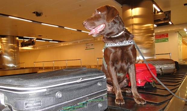 Lavrador Romeu no Aeroporto Internacional Juscelino Kubitscheck, em Brasília.