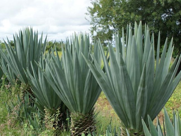 Sisal (Agave sisalana)