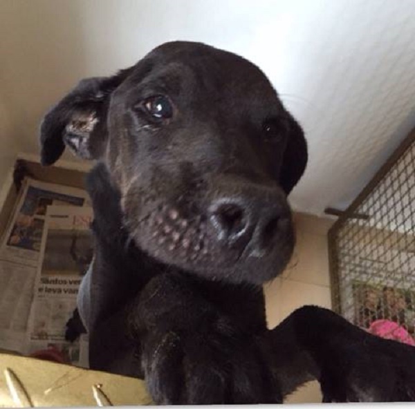 Chico, cão idoso com cerca de 10 anos