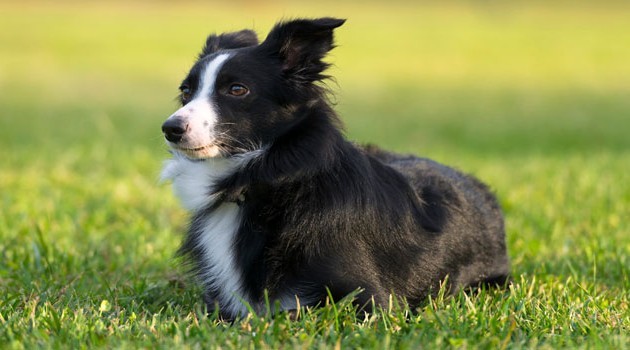 Border Collie está entre as raças de maior inteligência canina