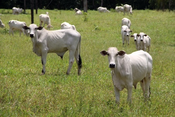 São cerca de oito milhões de hectares de pastagens degeneradas no Estado que devem receber atenção do programa
