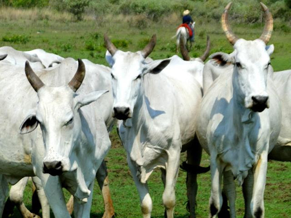 A Fazenda Pantaneira Sustentável avalia a qualidade das pastagens, escore corporal dos animais, infraestrutura oferecida aos funcionários e muitos outros