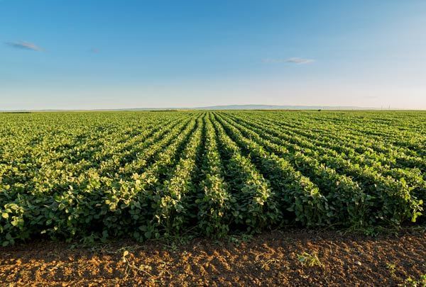 Além de não plantar o grão, os produtores devem eliminar todas as plantas voluntárias – conhecidas como guaxas ou tigueras