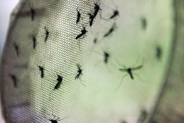 Os casos de zika também continuam apresentando tendência de redução