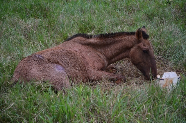 Cavalo foi encontrado doente e abandonado