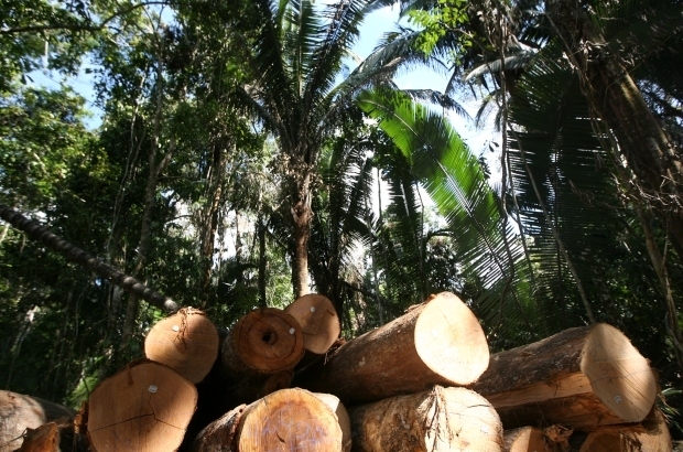 Setor florestal será debatido no Crea-MS