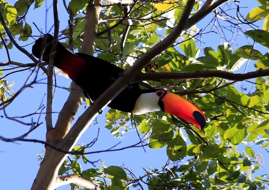 Dia Mundial do Meio Ambiente é comemorado em cinco de junho