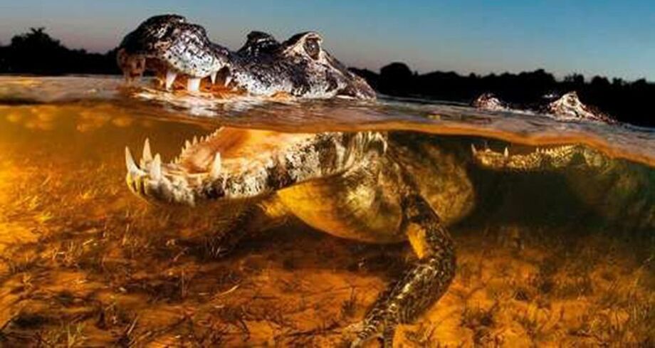Tratado como “o melhor segredo guardado do Brasil”, o Pantanal foi destaque de uma matéria publicada no site da National Geographic nesta semana.