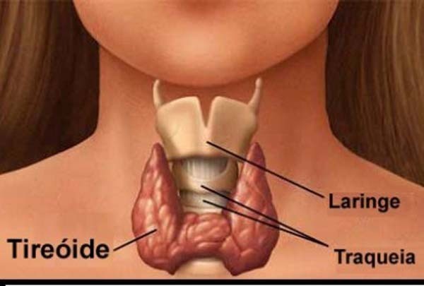 A tireoide é uma das maiores glândulas do corpo humano e tem um peso aproximado de 15 a 25 gramas (no adulto)