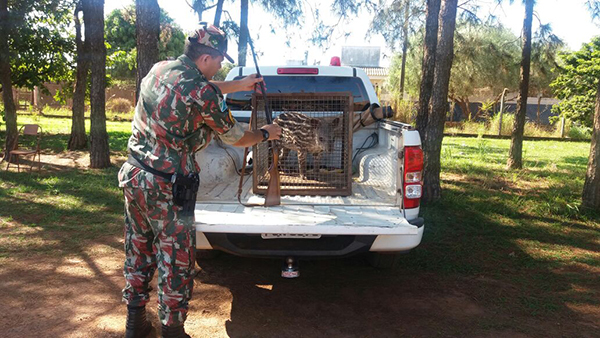 PMA recolhe animal e arma de assentado