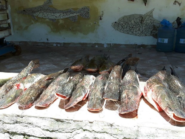 O pintado (foto) é uma das espécies mais capturadas pelos pescadores nos rios do Pantanal de MS