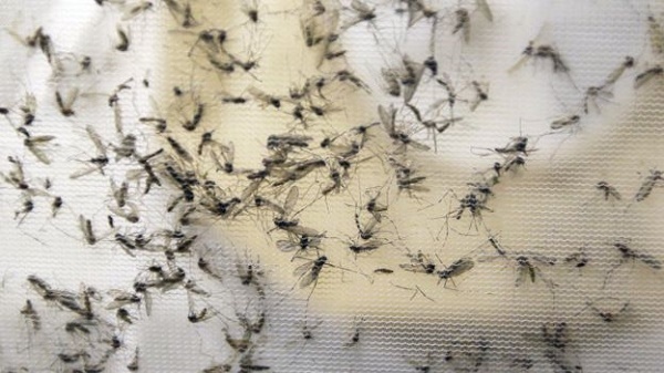 O paciente receberá uma amostra do DNA que contém proteína do vírus zika